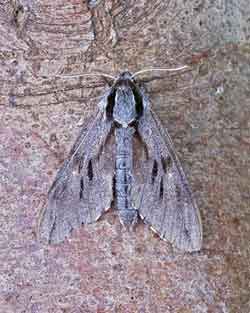 Pine Hawk-Moth